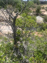 Heteropyxis natalensis