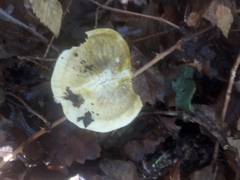 Tricholoma sejunctum