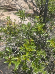 Heteropyxis natalensis