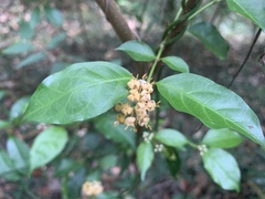 Gynochthodes jasminoides
