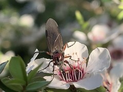 Dilophus nigrostigma