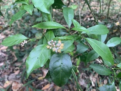 Gynochthodes jasminoides