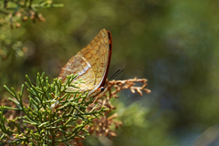Charaxes