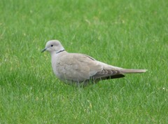 Streptopelia decaocto