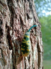 Pyrops viridirostris