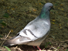 Columba rupestris