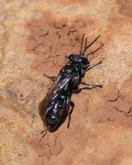 Crabronidae