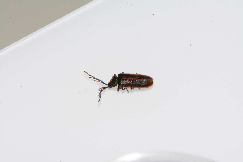 Cyphonocerus marginatus
