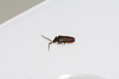 Cyphonocerus marginatus