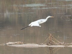Ardea alba