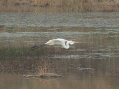 Ardea alba