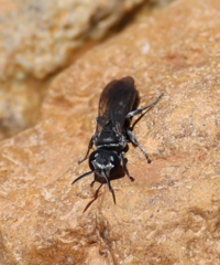Crabronidae