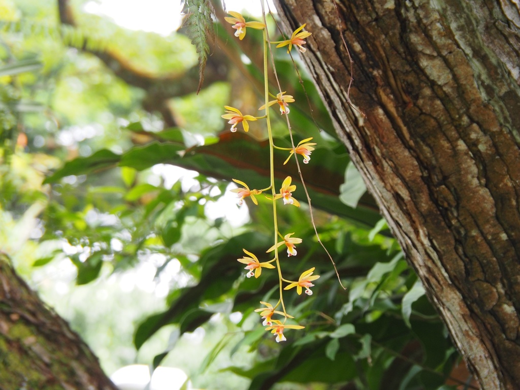 Cymbidium finlaysonianum