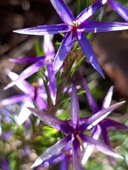 Calectasia intermedia