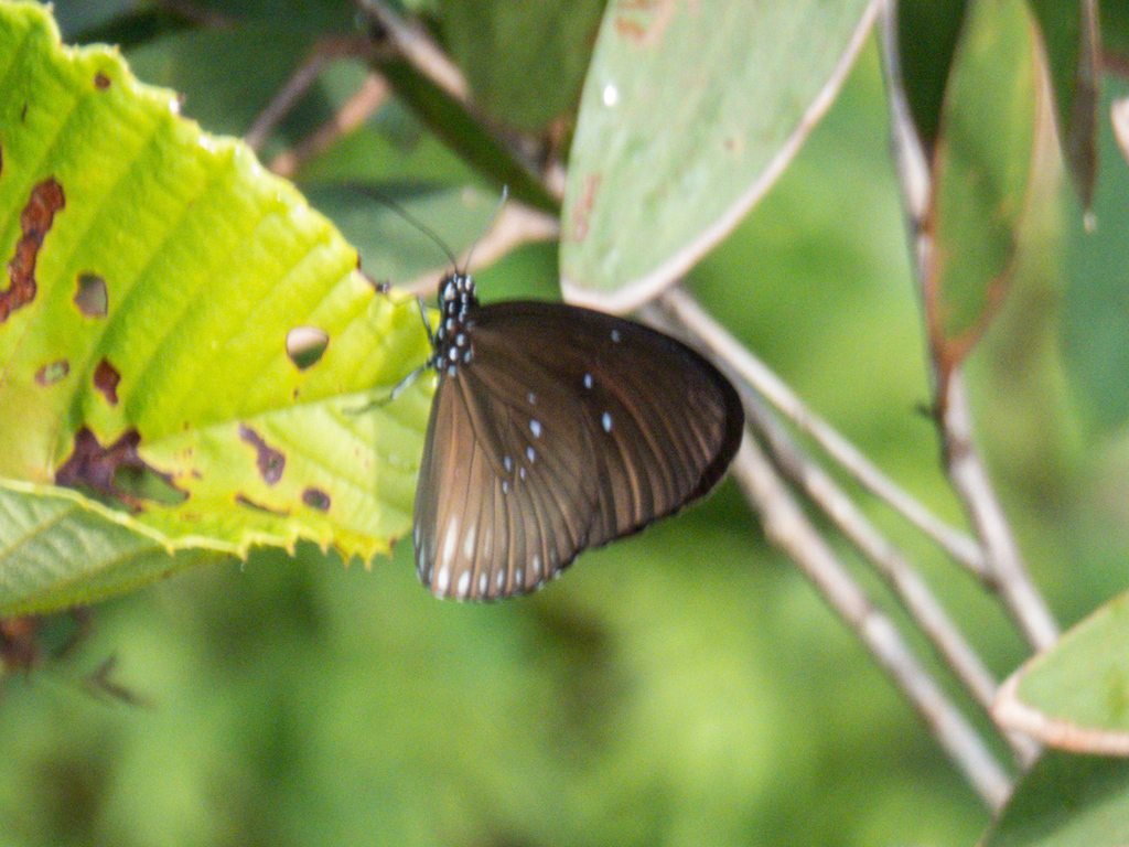 Striped Black Crow Butterfly