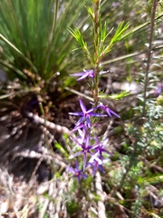 Calectasia intermedia