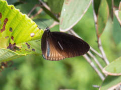 Euploea eyndhovii gardineri
