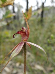 Caladenia ampla