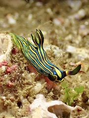 Tambja victoriae