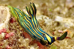 Tambja victoriae