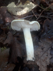 Tricholoma sejunctum