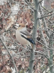 Coccothraustes coccothraustes