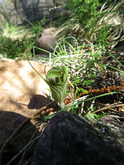 Pterostylis robusta