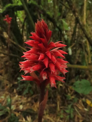 Stenorrhynchos albidomaculatum