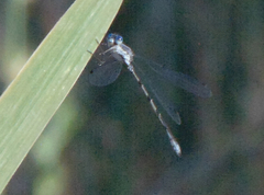 Lestes congener