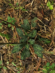 Stenorrhynchos albidomaculatum