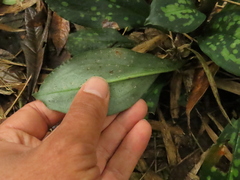 Stenorrhynchos albidomaculatum