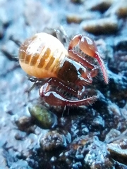 Neobisium