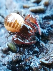 Neobisium