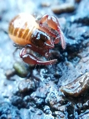 Neobisium