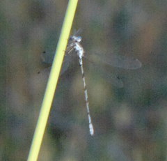 Lestes congener