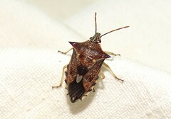 Oechalia schellenbergii