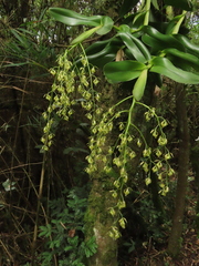Epidendrum excisum