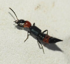 Paederus cruenticollis