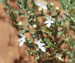 Teucrium racemosum