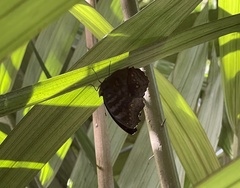 Junonia hedonia