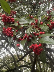 Cotoneaster salicifolius