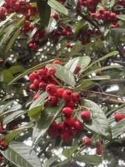 Cotoneaster salicifolius