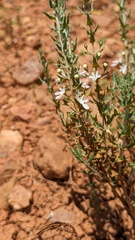 Teucrium racemosum