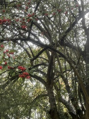 Cotoneaster salicifolius