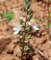 Teucrium racemosum