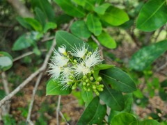 Syzygium × intermedium