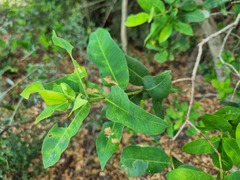 Syzygium × intermedium