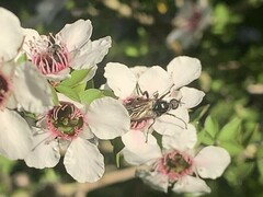 Dilophus nigrostigma