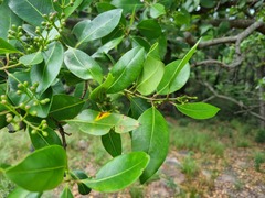Syzygium × intermedium