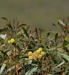 Acacia pycnantha